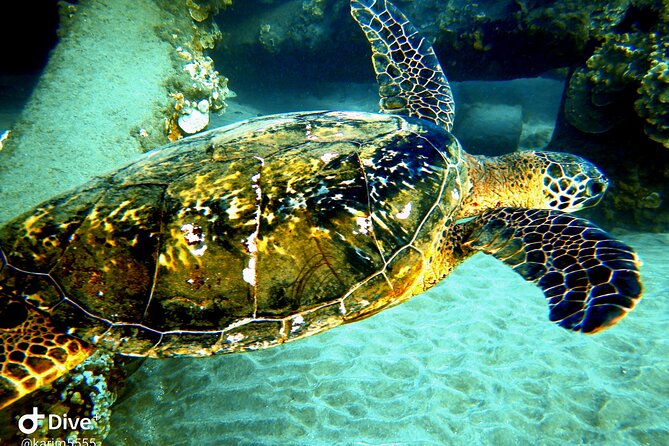PADI Scuba Lesson and Shore Dive in Maui - Private tour benefits: calmer learning for beginners