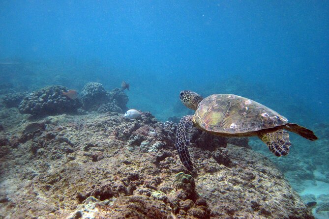 Private 5Hrs Island Tour with 2Hrs Sail and Snorkel with Turtles - From Your Hotel to Oahu’s East Side Without Guesswork
