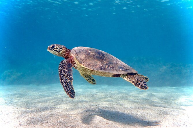 Private and Personalized Scuba Diving Adventures for All Experience Levels - Key Points Worth Knowing Before You Go