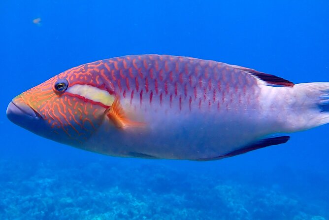 Private and Personalized Scuba Diving Adventures for All Experience Levels - Safety First: The Medical Form and Clear Rules
