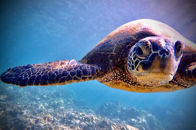 Private and Personalized Scuba Diving Adventures for All Experience Levels - What You’ll See: Marine Life Highlights That Keep Coming Up