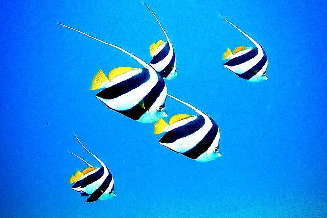 Private and Personalized Scuba Diving Adventures for All Experience Levels - Timing and Start Window: The Morning Matters