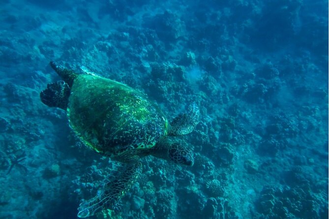 Private Beginner Paddleboard Lesson with Snorkel in Turtle Town - Photos are part of the value, but you choose what to buy