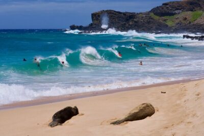 Private Circle Island Tour-Oahu-Customizable - Waikiki to Diamond Head: get your bearings fast