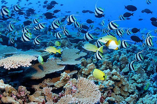 Private Guided Tours Beach Entry with Sea Scooters up to 5 guests - Camera options and the gear you should plan for