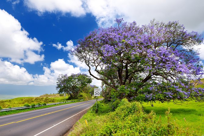 Private Haleakala Summit & Stroll from Kahului - Crater Road (Haleakalā Highway): sugar cane to old lava in one run
