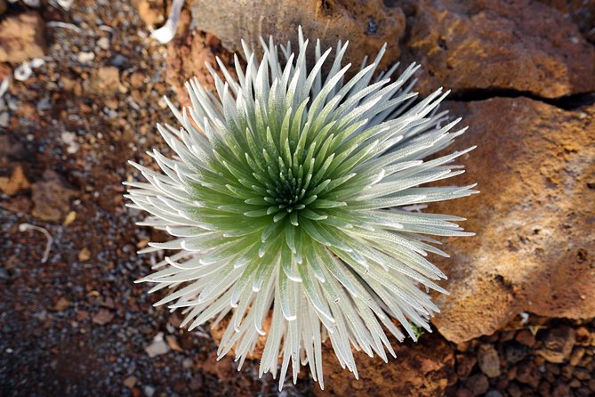 Private Haleakala Summit & Stroll from Kahului - What’s included (and why those details matter at altitude)