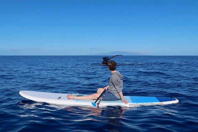 Private Paddleboard (SUP) Whale Watch: All Skill Levels Welcome - Maui SUP whale watch: why a paddleboard makes sense