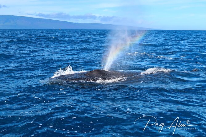 Private Paddleboard (SUP) Whale Watch: All Skill Levels Welcome - What makes the guide experience matter (and the name Brittany)