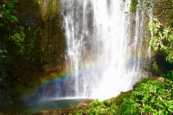 PRIVATE Road to Hana Tour - Bamboo forest pass: the quick visual reset