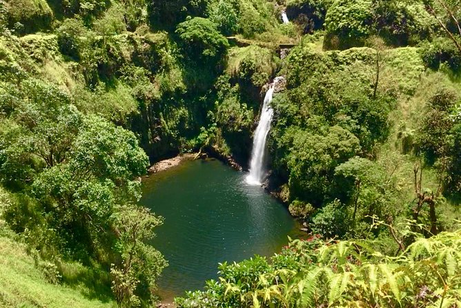 PRIVATE Road to Hana Tour - Kona Cloud Forest Sanctuary: rainbow eucalyptus in Maui