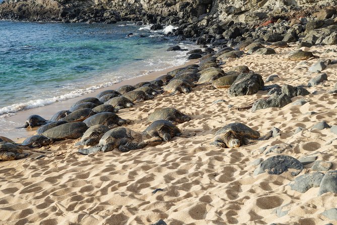 Private Shore Excursion: Best Highlights of Maui - Getting picked up at Kahului Port or your hotel without stress
