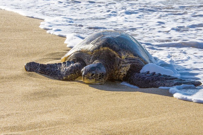 Private Shore Excursion: Best Highlights of Maui - Chances for whales and turtles during a compact Maui day