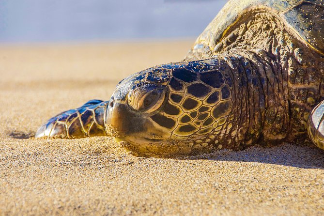 Private Shore Excursion: Best Highlights of Maui - Price and value: what $699 per group really buys you