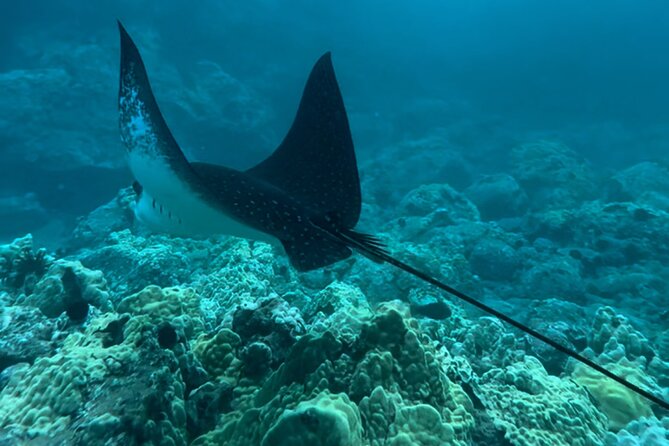 Private Snorkel Photos Included - Who Should Book This Private Snorkel Tour (and Who Might Want Another Option)