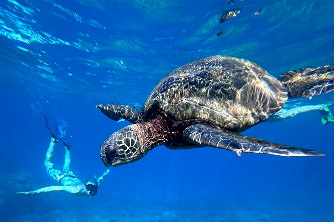 Private Snorkel Photos Included - What’s Included: Gear, Snacks, Bottled Water, and Photos