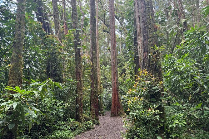 PRIVATE TOUR-Hike Diamond Head & Hawaiian Waterfall - Private Tour Perks with Pickup and a Real Guide