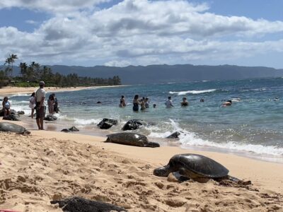 Private Tour Oahu-Circle Island-Customizable - Your ride and guide setup: Honda Odyssey comfort plus real photo help