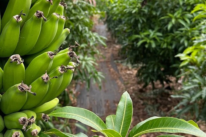 Regenerative Mango and Tropical Fruit Tour in West Maui - Mango Tastings and the Seasonal Fruit Plate at the End