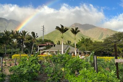 Regenerative Mango and Tropical Fruit Tour in West Maui - Walking the Farm: Pineapple, Papaya, and Mango Rows