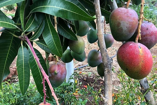 Regenerative Mango and Tropical Fruit Tour in West Maui - Who This Tour Is Best For (and Who Might Prefer Another Option)