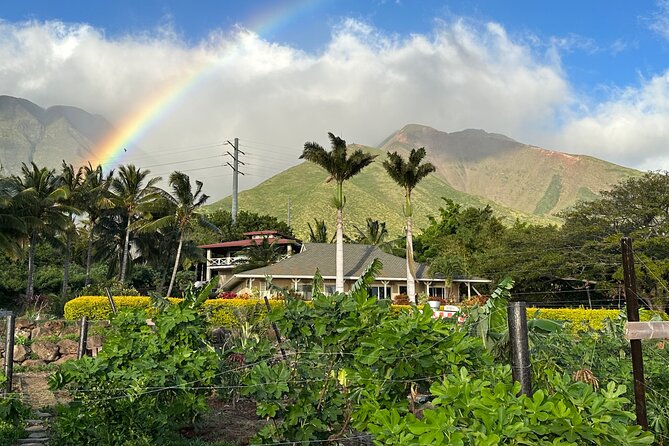 Regenerative Mango and Tropical Fruit Tour in West Maui - Walking the Farm: Pineapple, Papaya, and Mango Rows