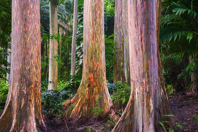 Road to Hana Full Day Tour with A Guide - Stop-by-stop: what you’ll actually do from Ho’okipa to Wailua Falls