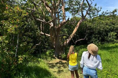 Road to Hana Maui Tours - The Drive Experience: 600+ Curves and 50+ One-Lane Bridges