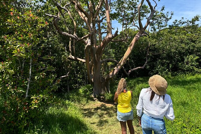 Road to Hana Maui Tours - The Drive Experience: 600+ Curves and 50+ One-Lane Bridges