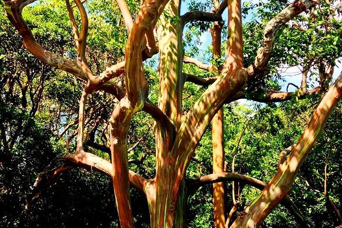 Road to Hana Private Jungle Tour with Lahaina Side pick up - Stop-by-stop: how the itinerary works in real life