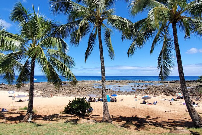 Round Trip North Shore Shuttle from Waikiki to Haleiwa Town / Haleiwa Harbor - Comfort and Driver Style: Small Group, Safe Feeling, Real Explanations