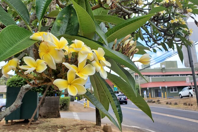 Round Trip North Shore Shuttle from Waikiki to Haleiwa Town / Haleiwa Harbor - Value Check: Why This Works Better Than Solo Driving for Many People