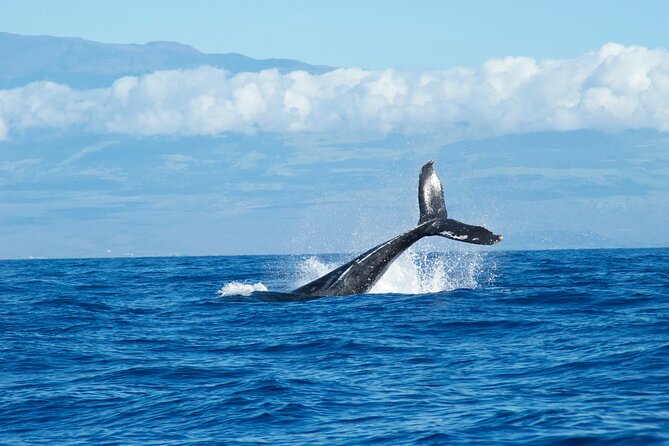 Scenic Coastal Adventure In 4x4 With Turtle Town Snorkel + Photos - Group size, semi-private pace, and the role of the guide