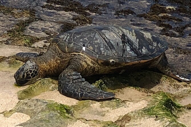 Sea / Eat & See The North Shore - Snorkeling Gear and Sea Turtle Time on the North Shore