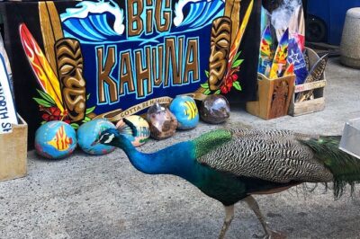 Sea / Eat & See The North Shore - Fruit Stands, Haleiwa Town, and a Macadamia Nut Farm