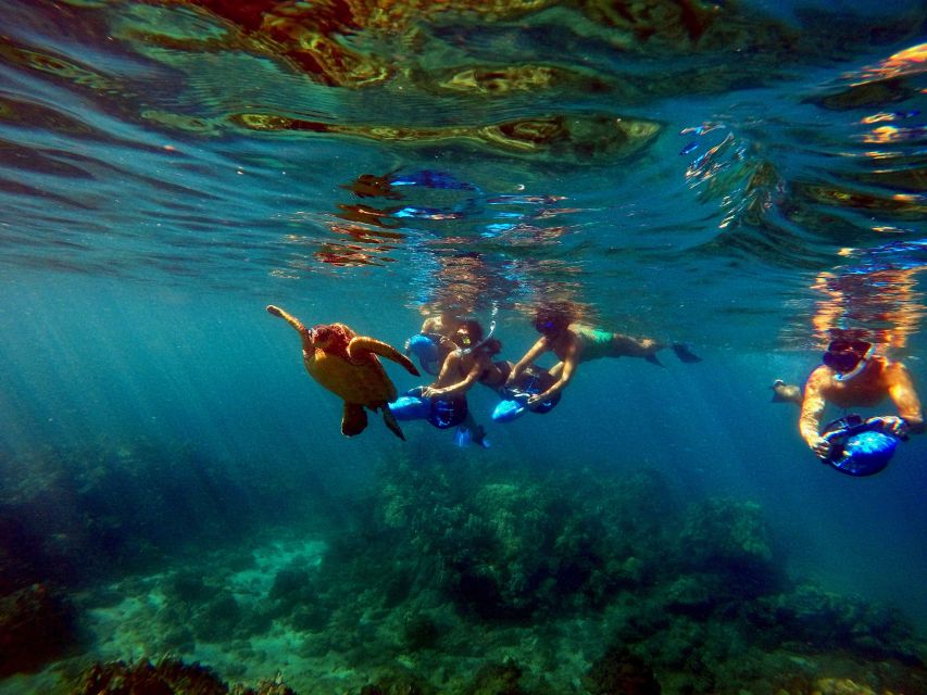 Sea Scooter Snorkeling Guided Tour - Wailea Beach - Wildlife You Can Plan For: Turtles, Fish, Rays, and Friends