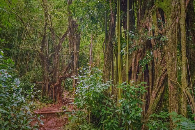 Self guided Hike Trail to Nature Walk & Waterfall - Manoa Falls: what you’ll see in 15 minutes (and what can disappoint)