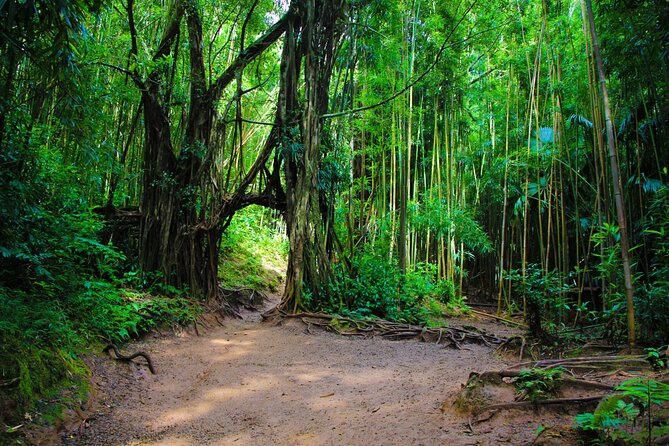 Self guided Hike Trail to Nature Walk & Waterfall - Pu’u ‘Ualaka’a State Park: the lookout that changes your viewpoint