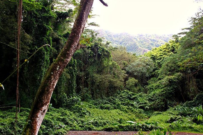Self guided Hike Trail to Nature Walk & Waterfall - Morning versus afternoon: picking the departure that fits your mood