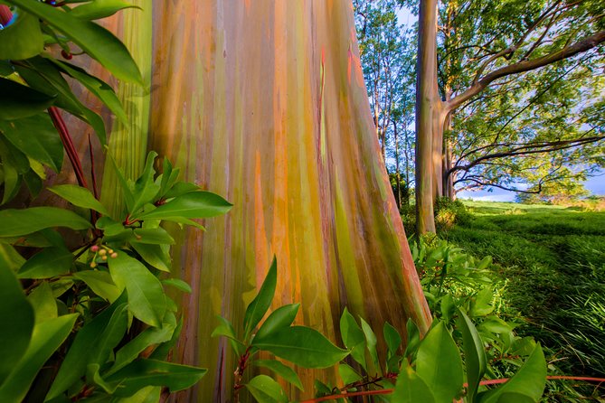 Shaka Guide Maui "Classic" Road to Hana Audio Driving Tour - Waikamoi Ridge Trail to Wailua Valley: Gardens, Ridge Views, and Quick Breaks