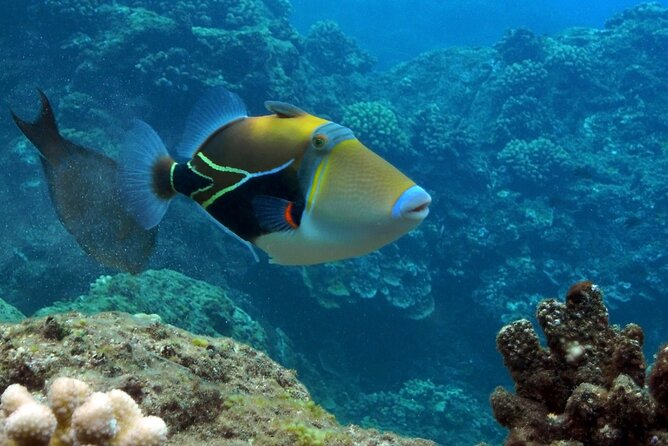 Small Group Coral Gardens Snorkel & Waterslide Adventure - The waterslide: fun, fast, and sometimes cancelled by the ocean