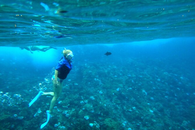 Small Group Coral Gardens Snorkel & Waterslide Adventure - Whale watching window: how to think about it