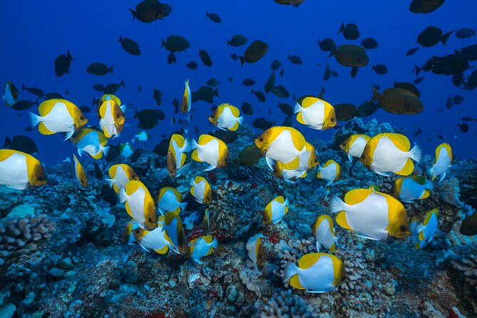 Small Group Coral Gardens Snorkel & Waterslide Adventure - Price and value: is $130.95 fair for this 3-hour mix?