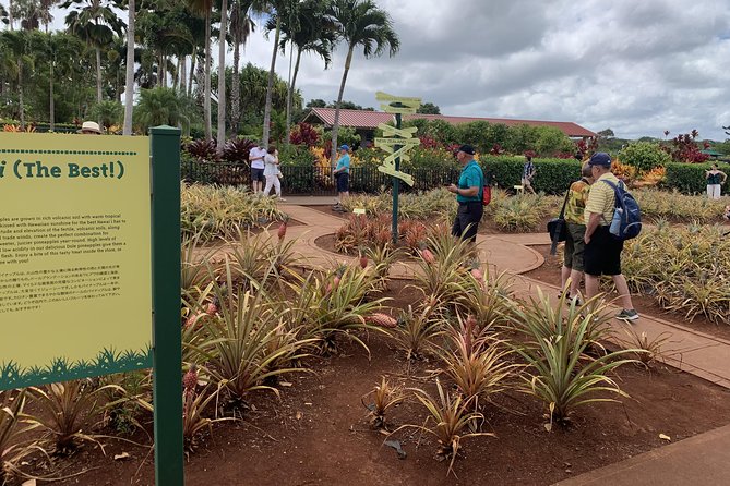 Small Group-Oahu Tour, Dole Plantation, Northshore, Sunset Beach - Sunset Beach: wave size and contest energy in one stop