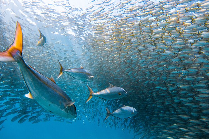Snorkel Sail Adventure off Ka'anapali Beach, Maui - Timing and check-in: where and when to be at Ka’anapali