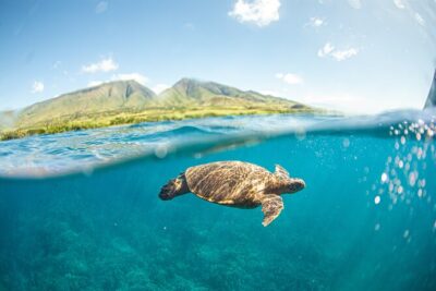 Snorkel Sail Adventure off Ka'anapali Beach, Maui - From catamaran to reef: what your snorkeling time is really like