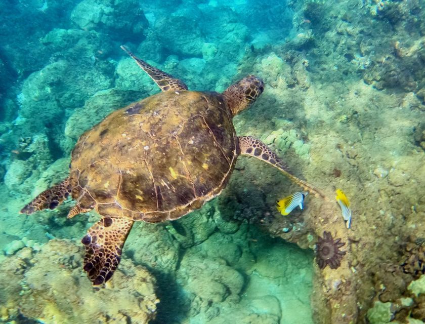 Snorkeling for Non-Swimmers Guided Tour - Wailea Beach - Key highlights to look forward to