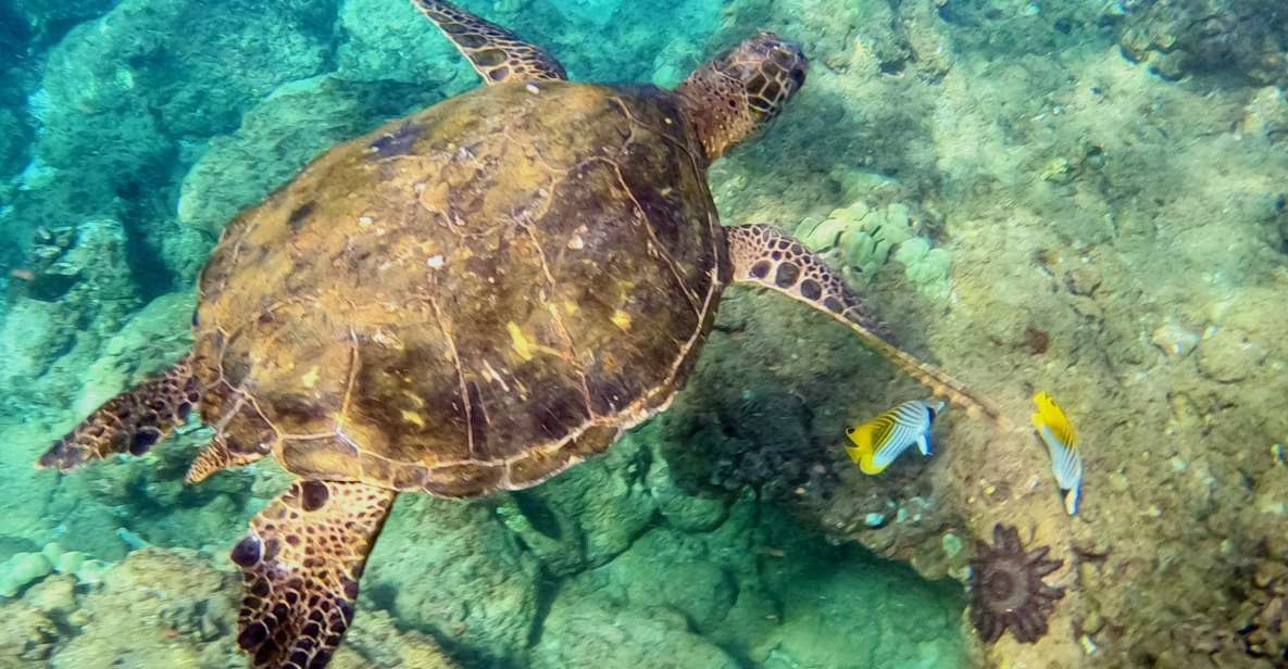 Snorkeling for Non-Swimmers Guided Tour - Wailea Beach - The guided progression: shallow water practice to 10–20 feet reef time