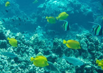 Snorkeling for Non-Swimmers Guided Tour - Wailea Beach - The 20-minute class and safety briefing that sets the tone