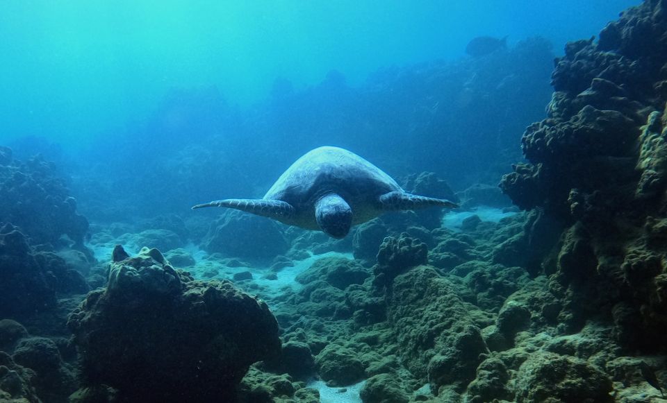 Snorkeling for Non-Swimmers Guided Tour - Wailea Beach - Spotting Hawaiian green sea turtles and reef fish at Wailea